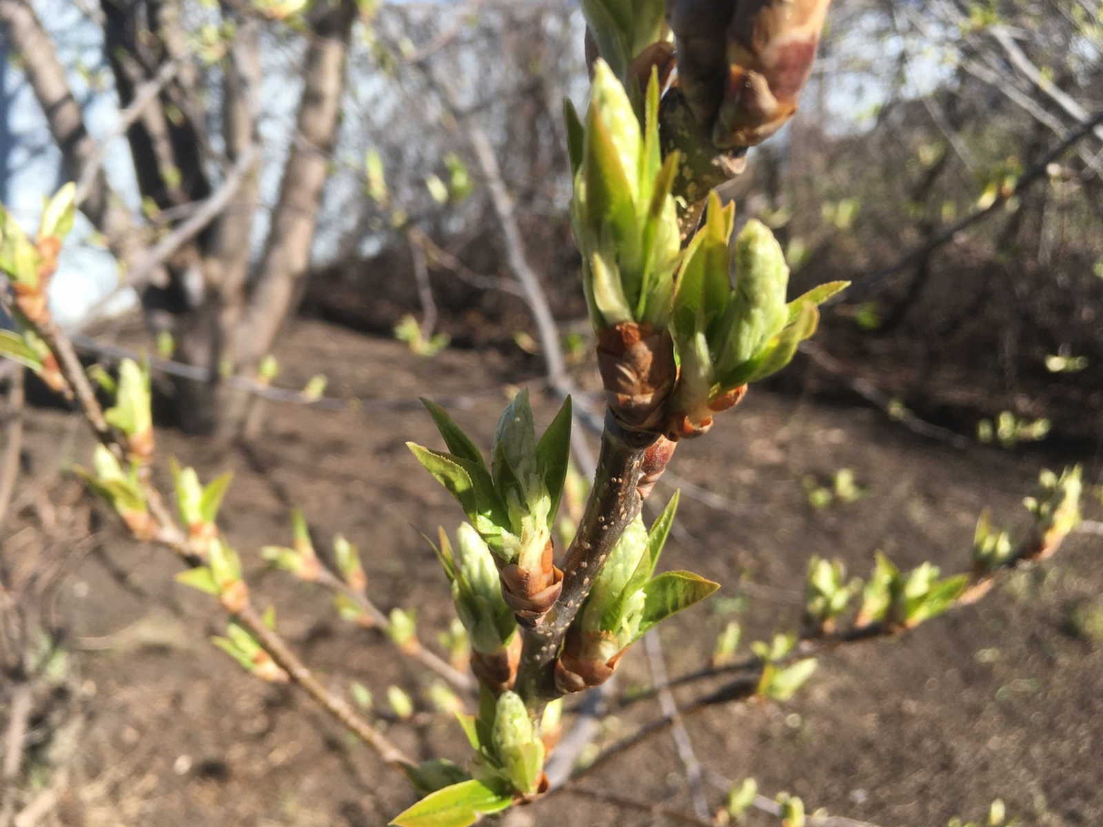 Карлы яңгырлар явачак...