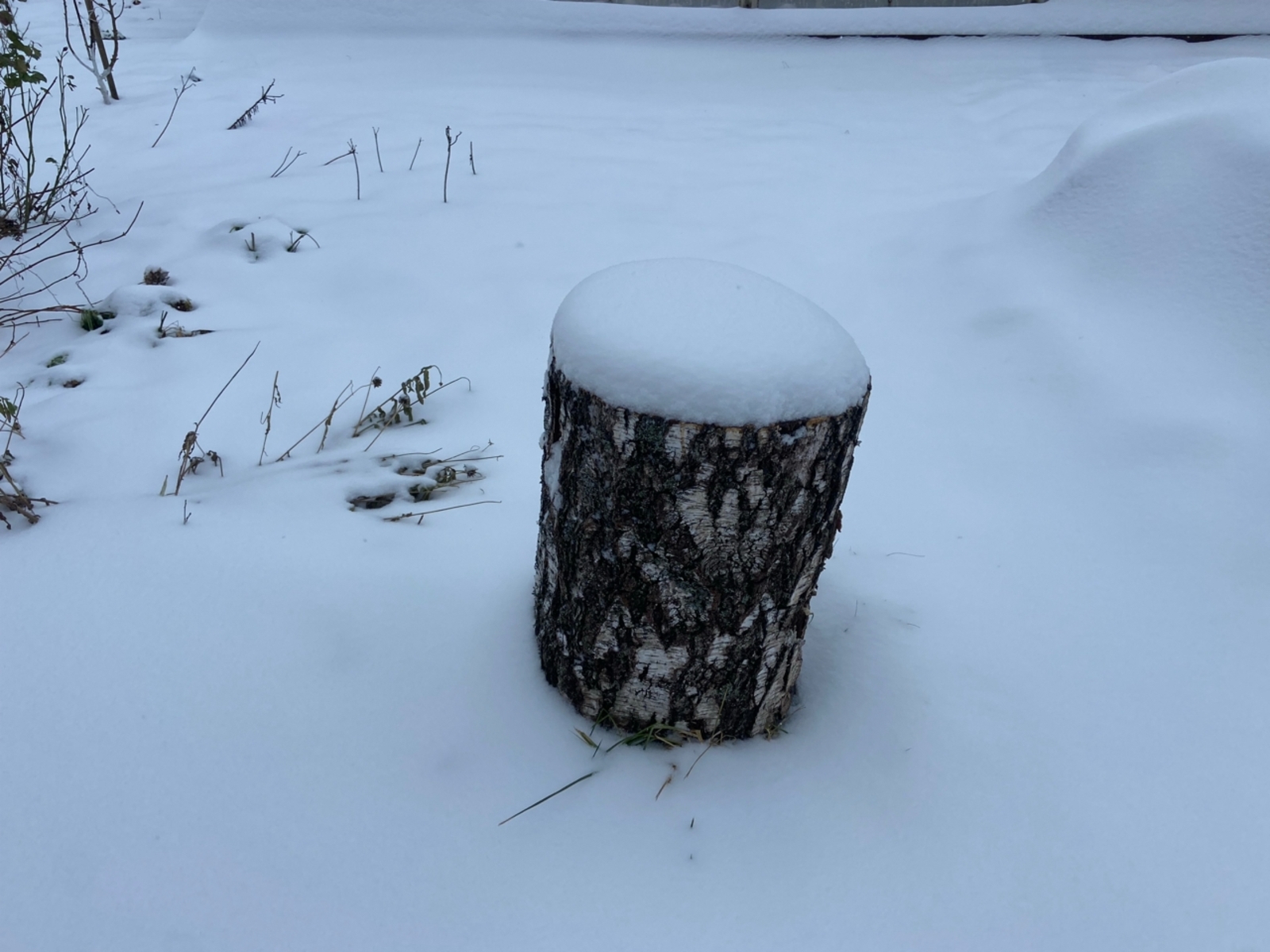 Гыйнвар нинди булыр?