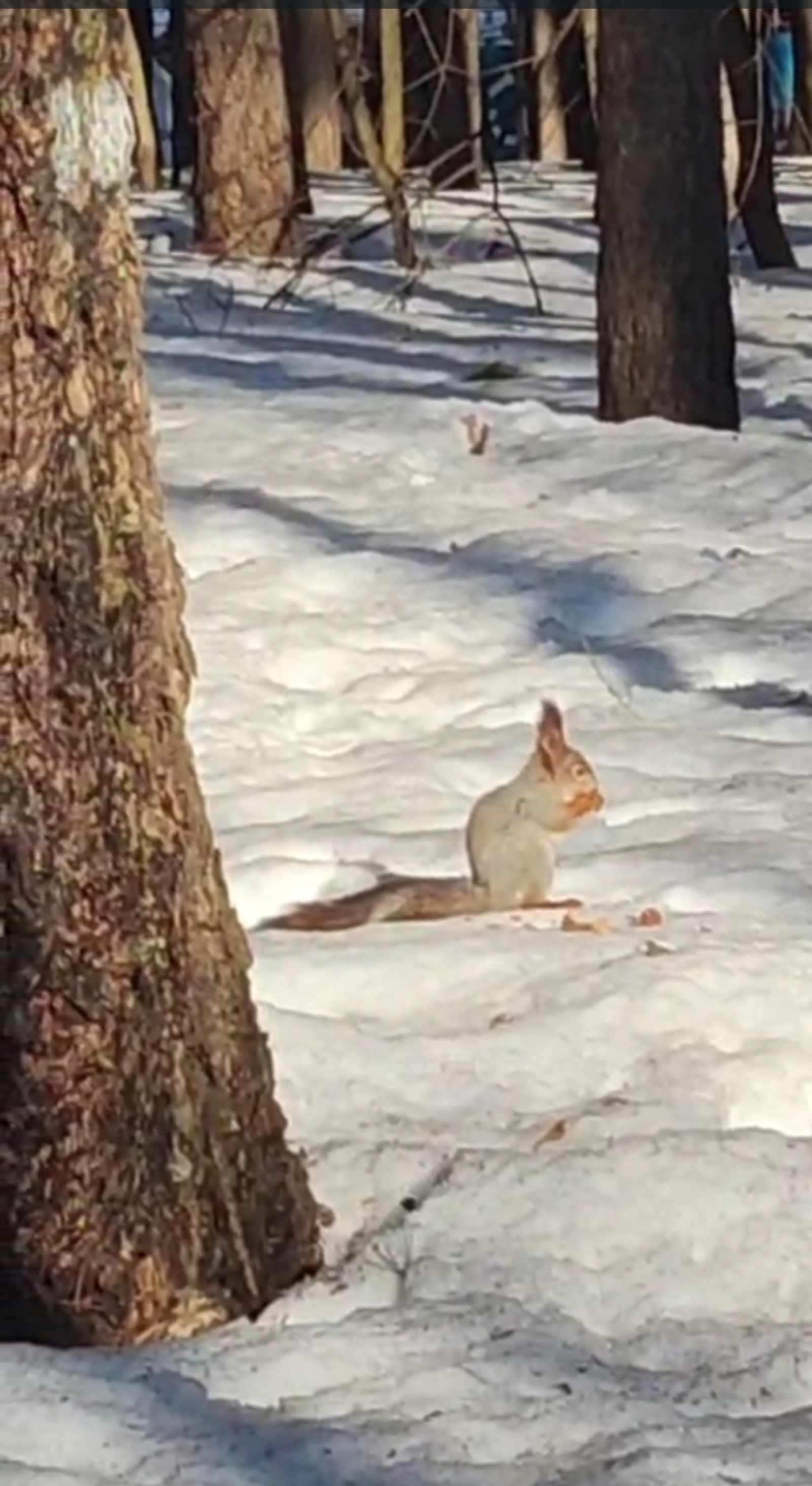 Тиен ничек кыш чыга