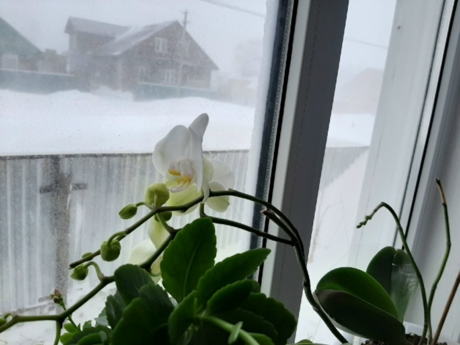 Гөлләрне дөрес сайлагыз!