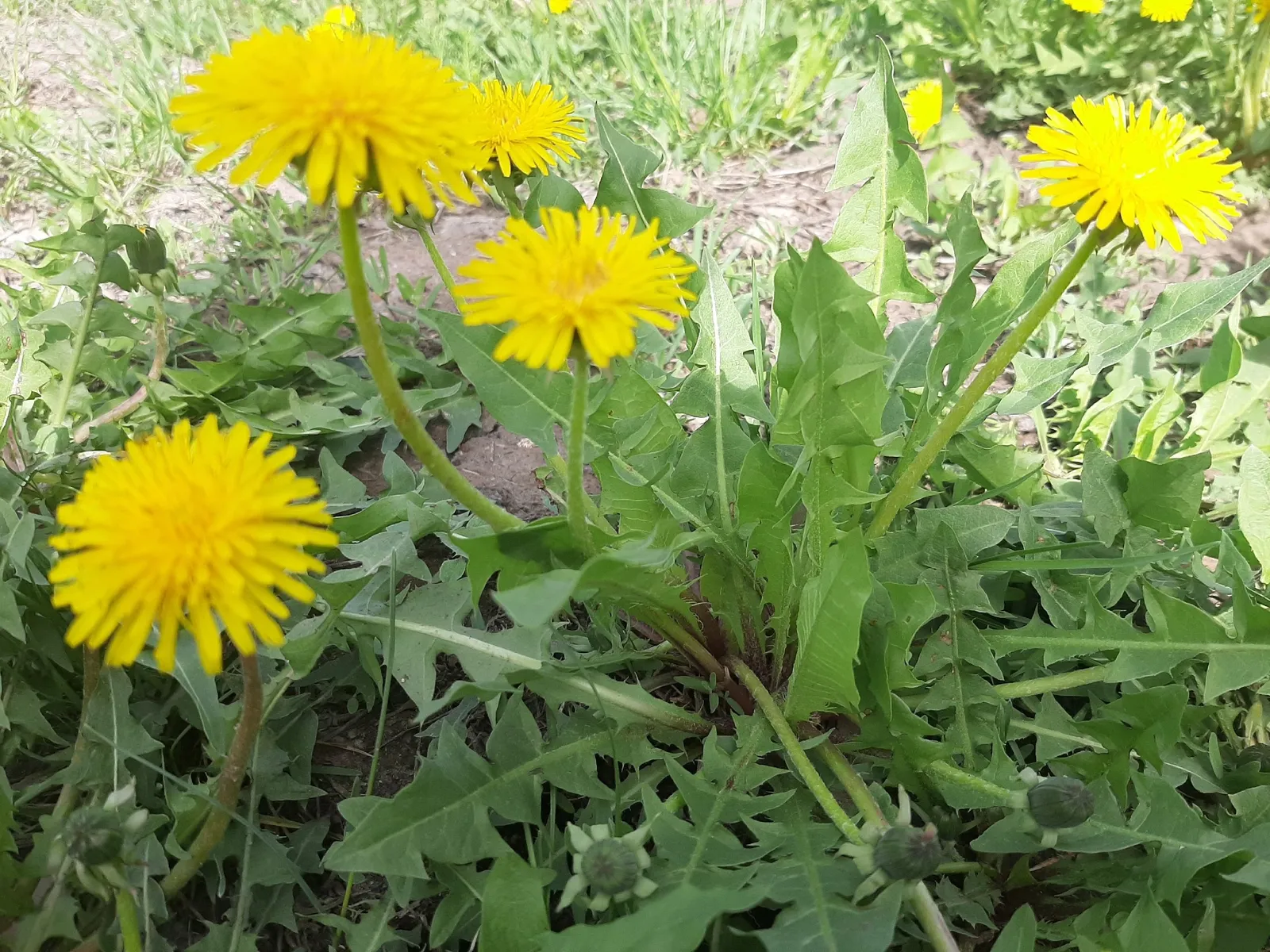 Сәламәтлекне дә ныгыта, кәефне дә күтәрә!