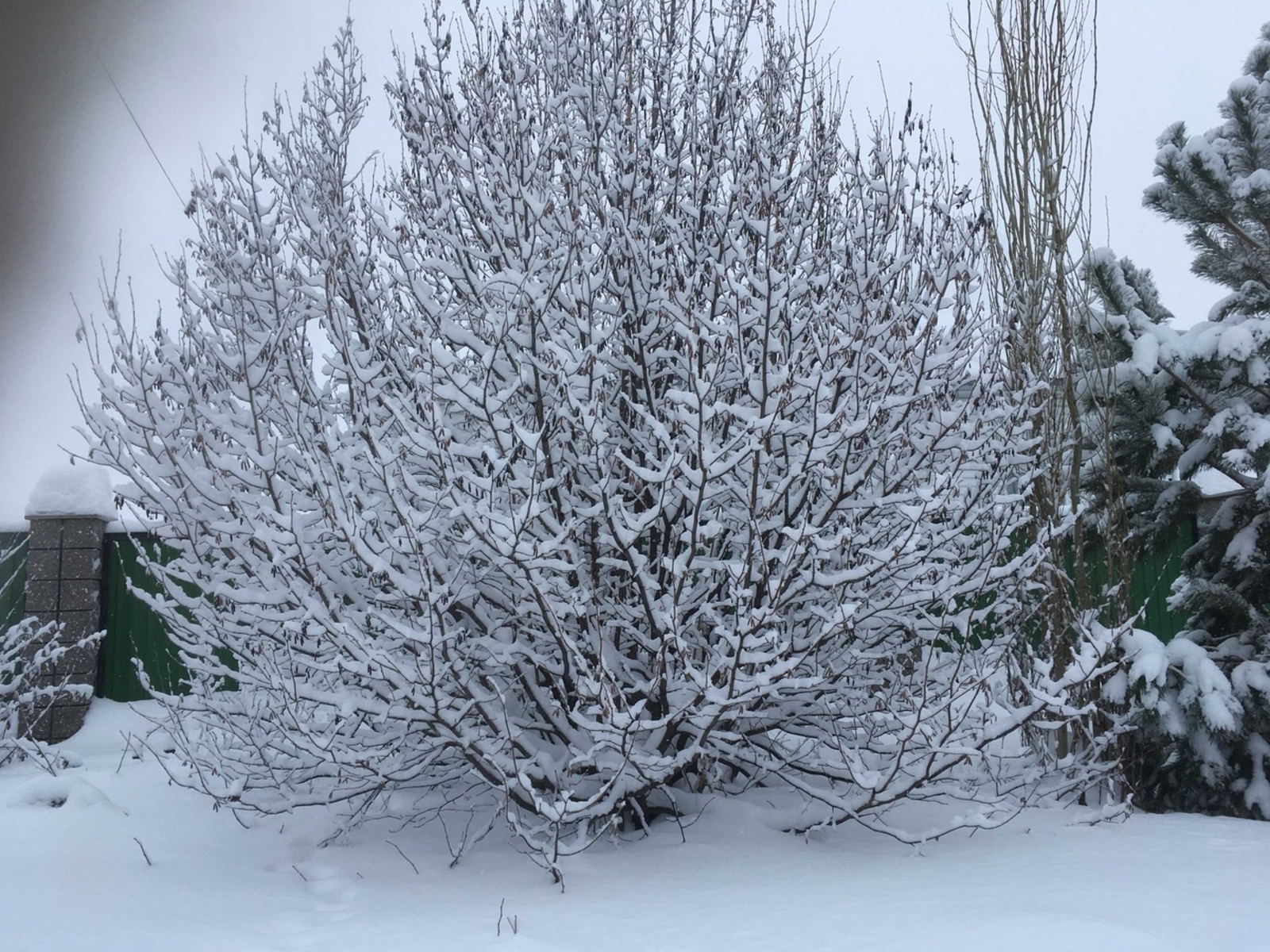 Әгәр көннәр салкын булса...