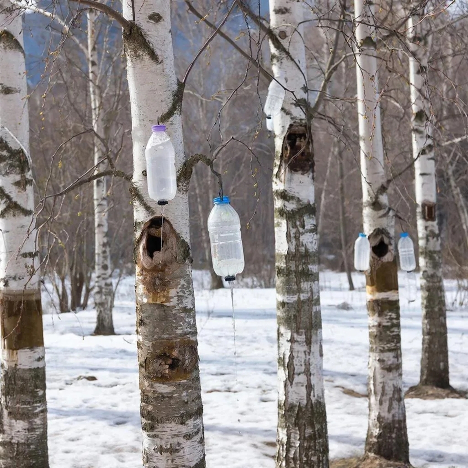 Каен суын җыяр вакыт җитте