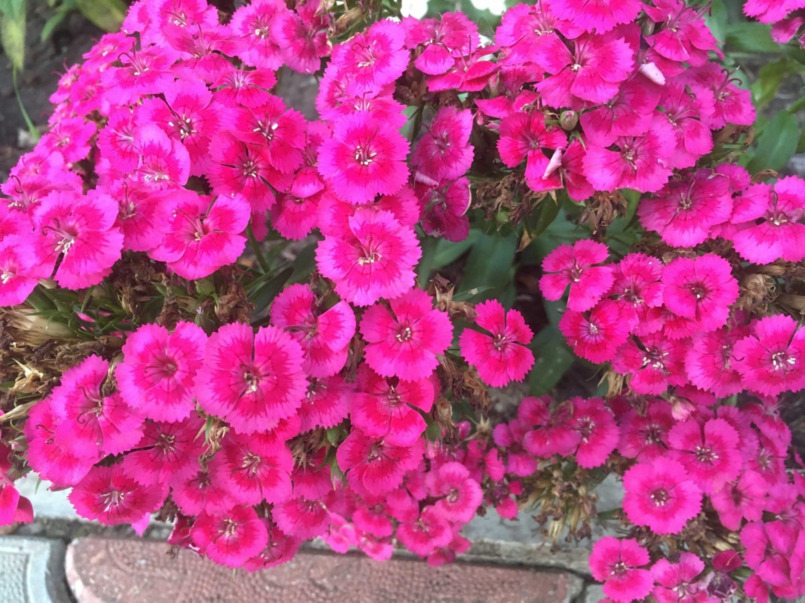 Мартта нинди чәчәкләр утыртырга?