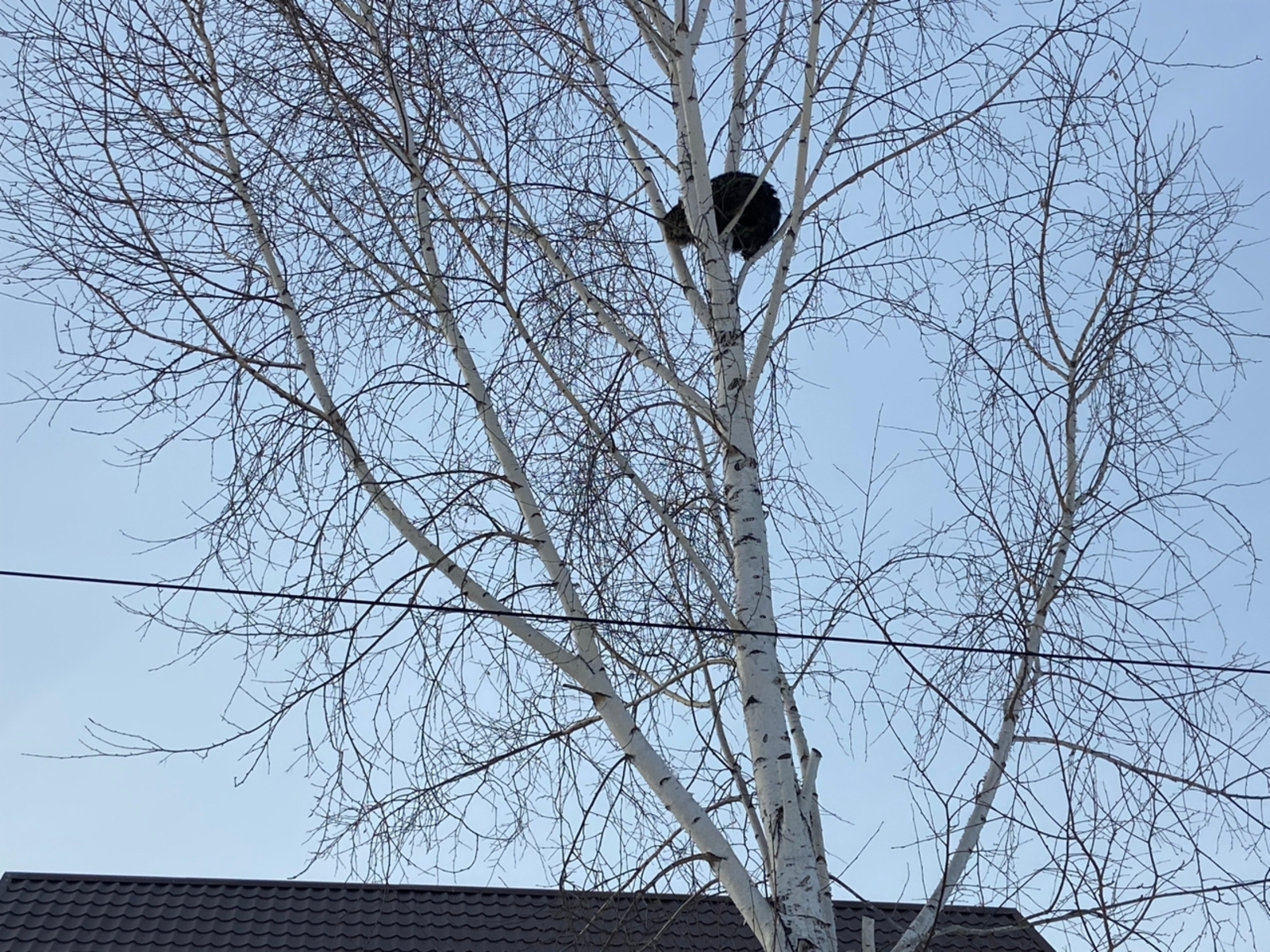 Мартта томан еш төшсә...