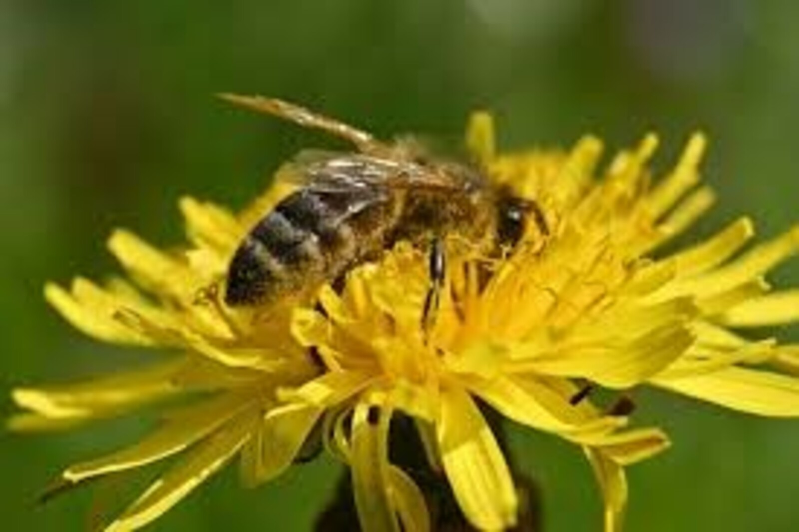 Бал корты яисә шөпшә чакса нишләргә?