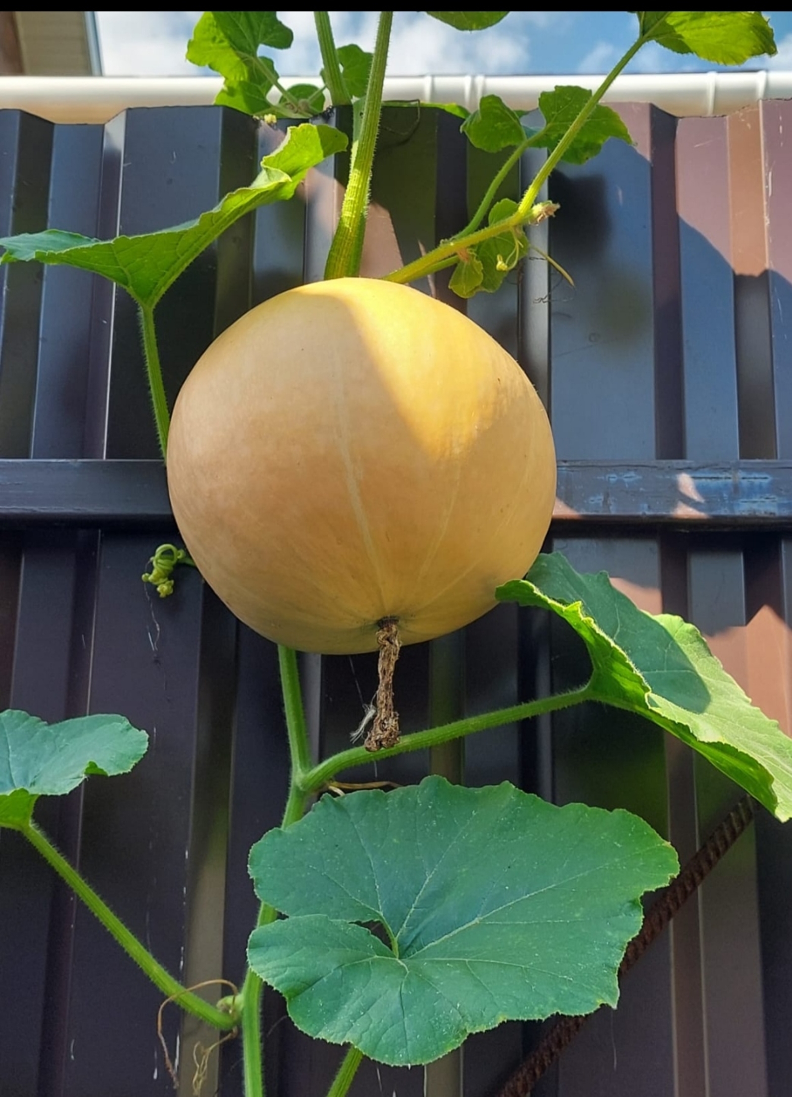 Кабак белән имән чикләвеге