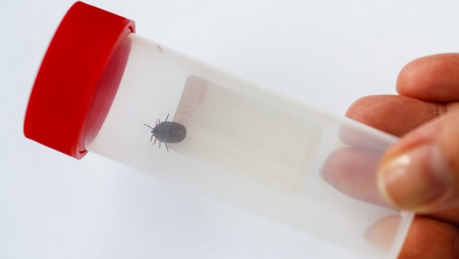 Талпаннар аеруча кемнәрне ярата?