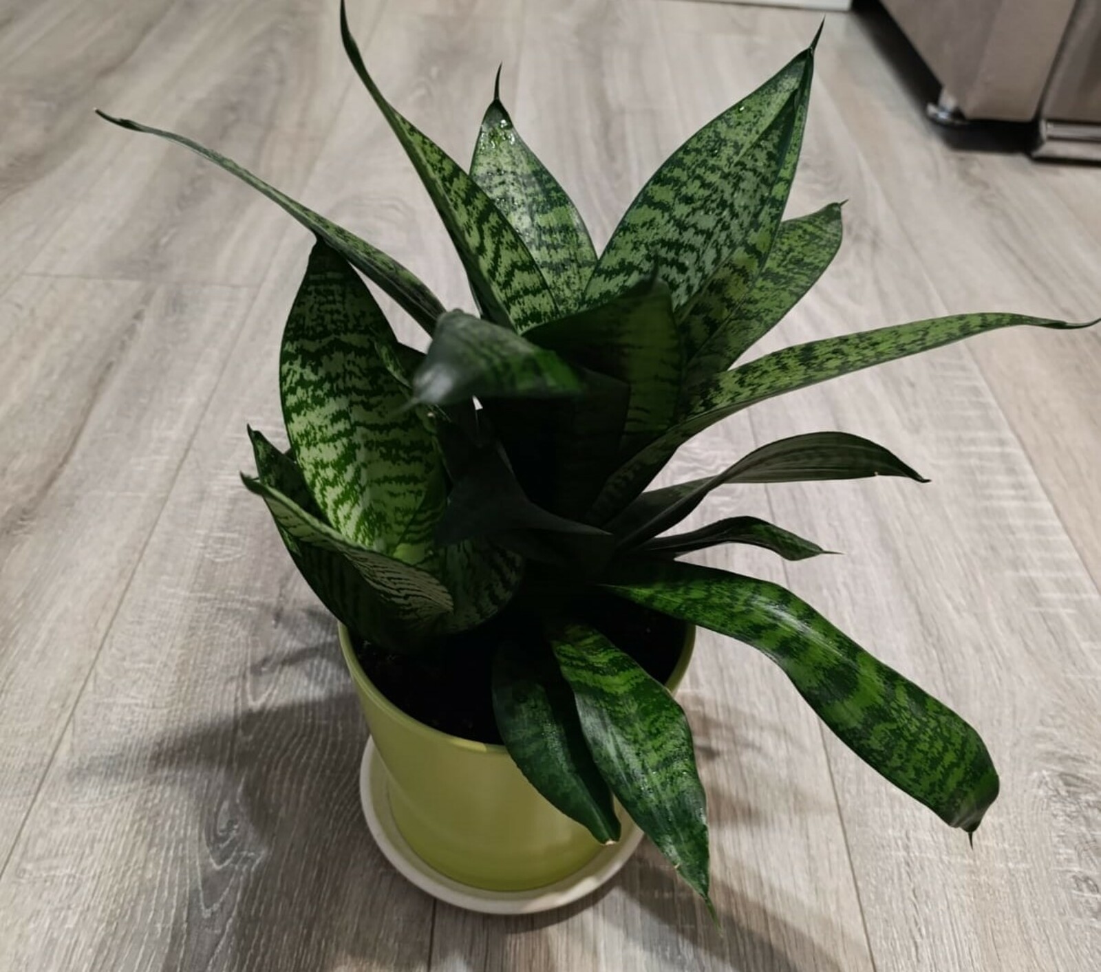 Тискәре энергияне үзенә җыя