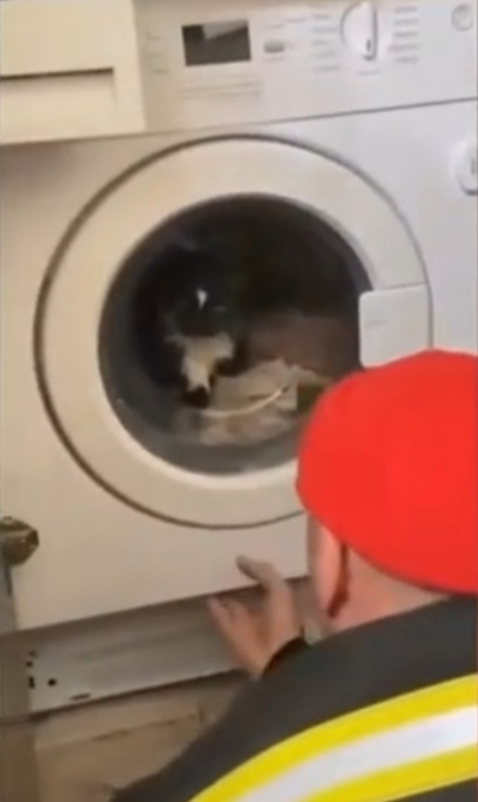 Мәчесен дә керләр белән юган...