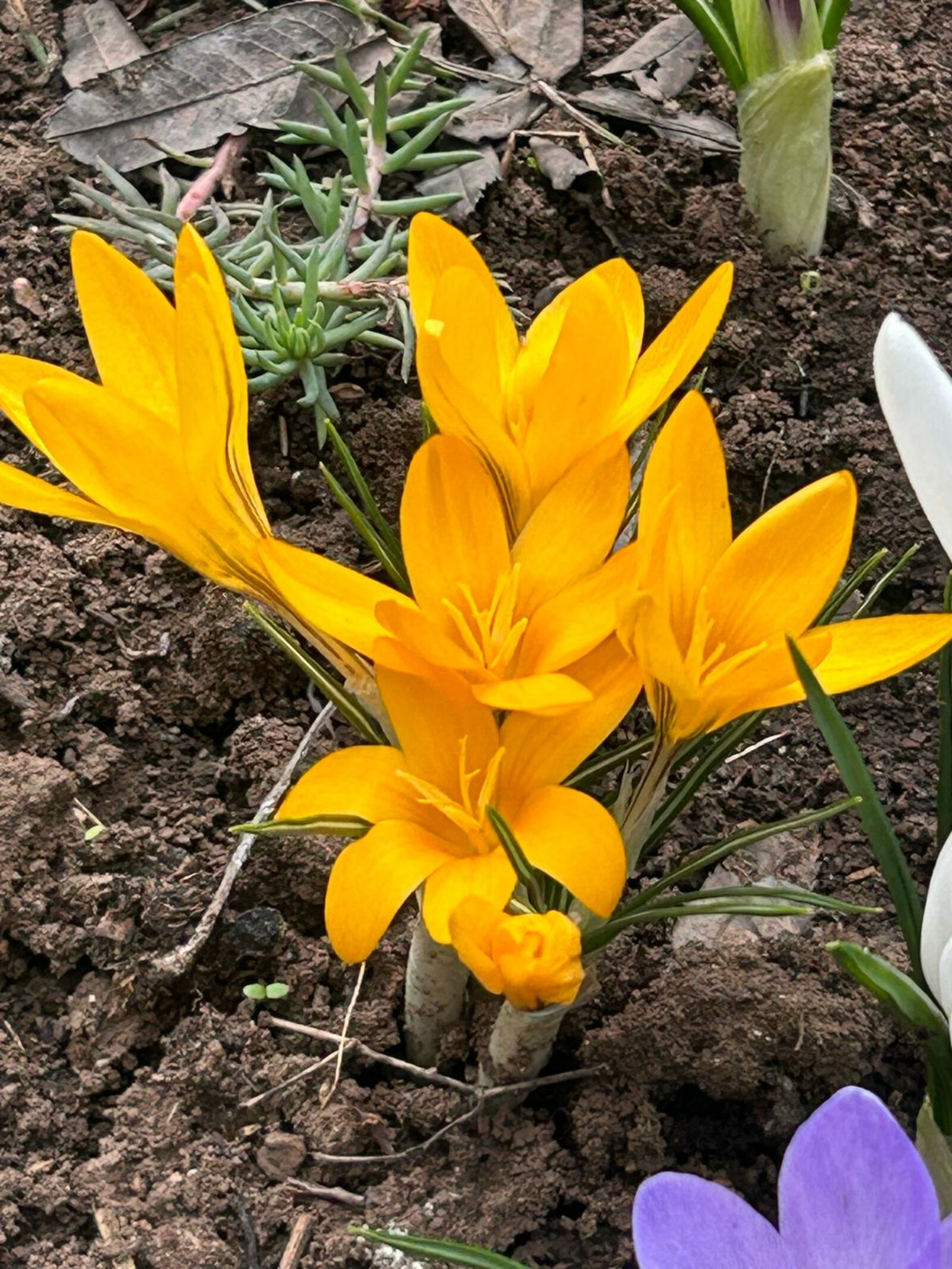 Апрельдә мондый эсселек кайчан булган?