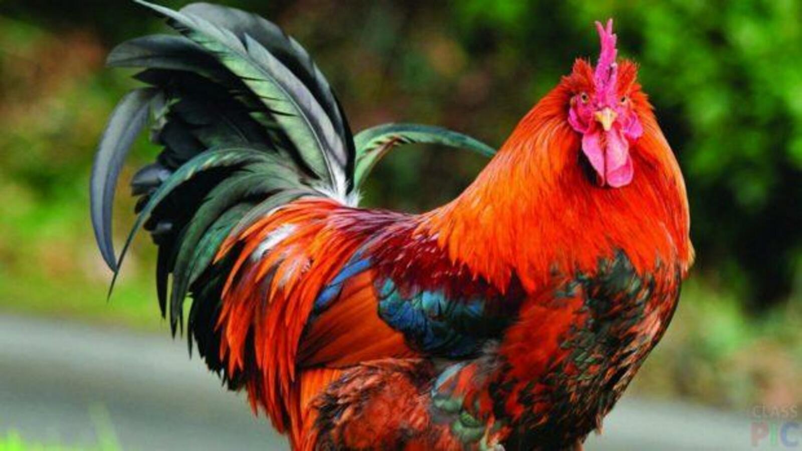 Ни өчен әтәч таңда кычкыра?