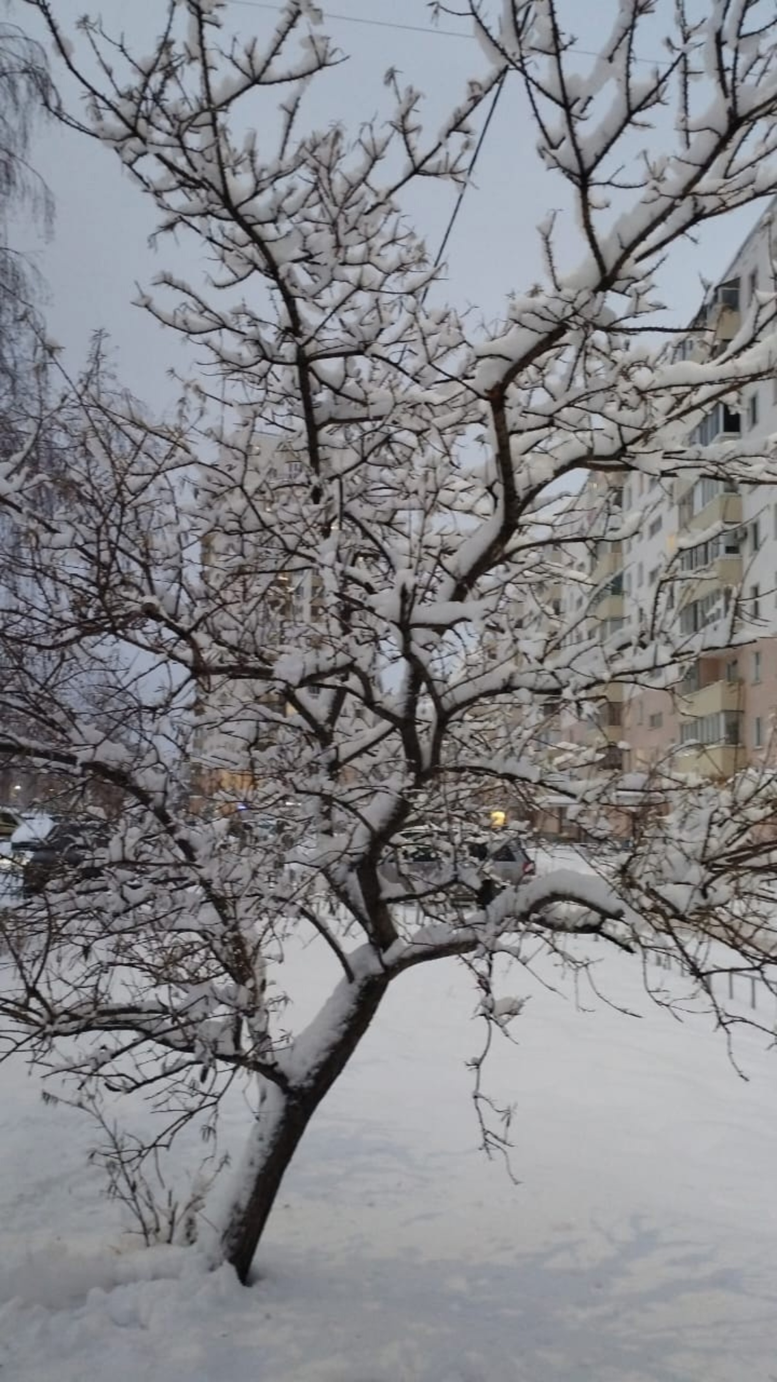 Гыйнварда кар күп яуса...