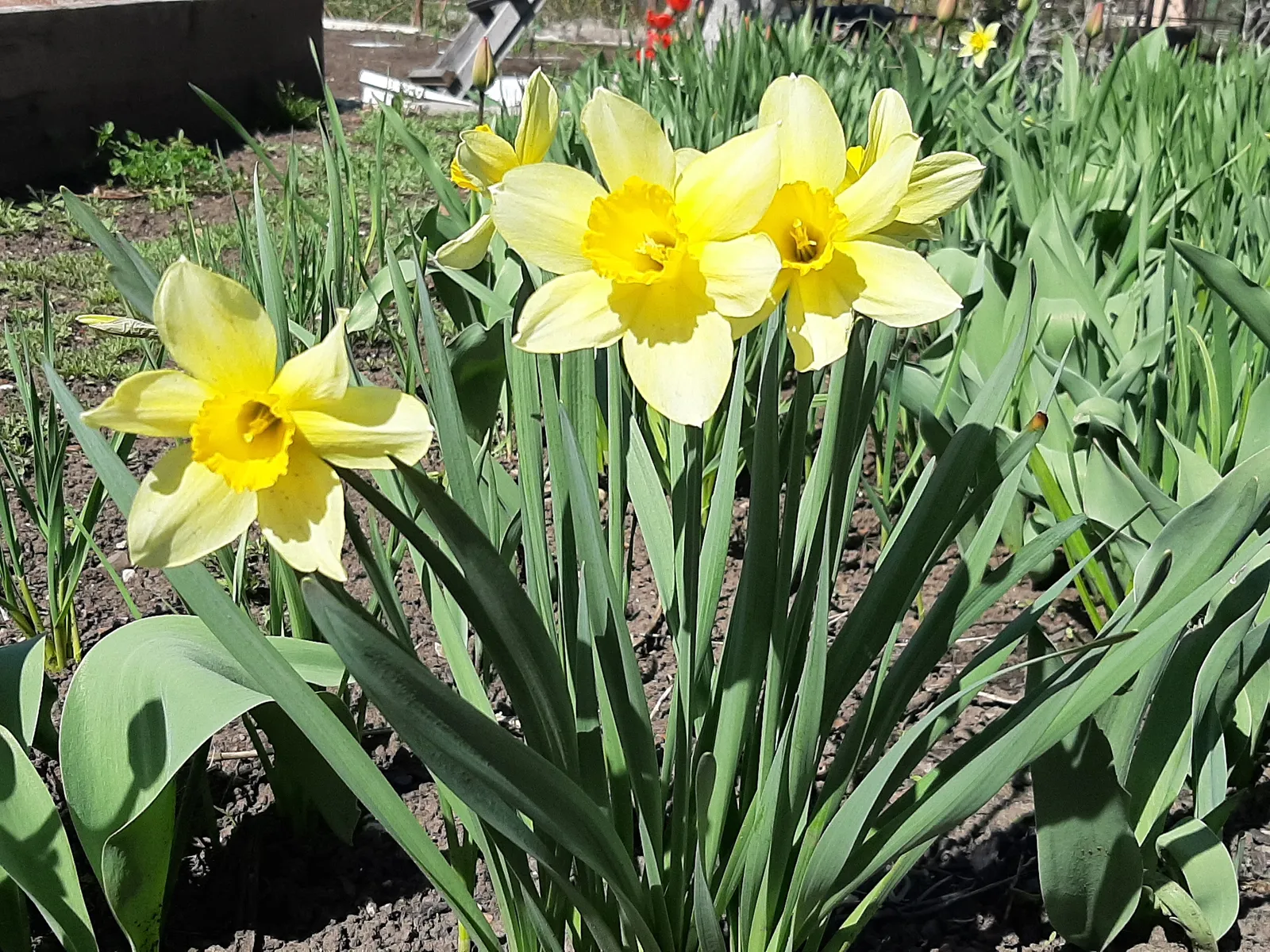 Май ае ничек килер?