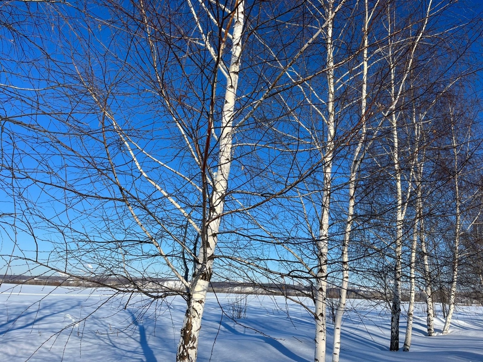 Каен  бөресе җыярга соңламагыз!