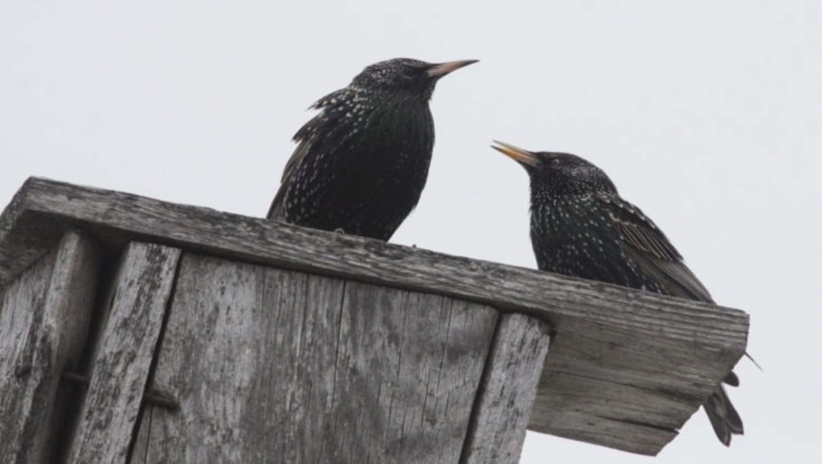 Сыерчыклар кайчан кайта?