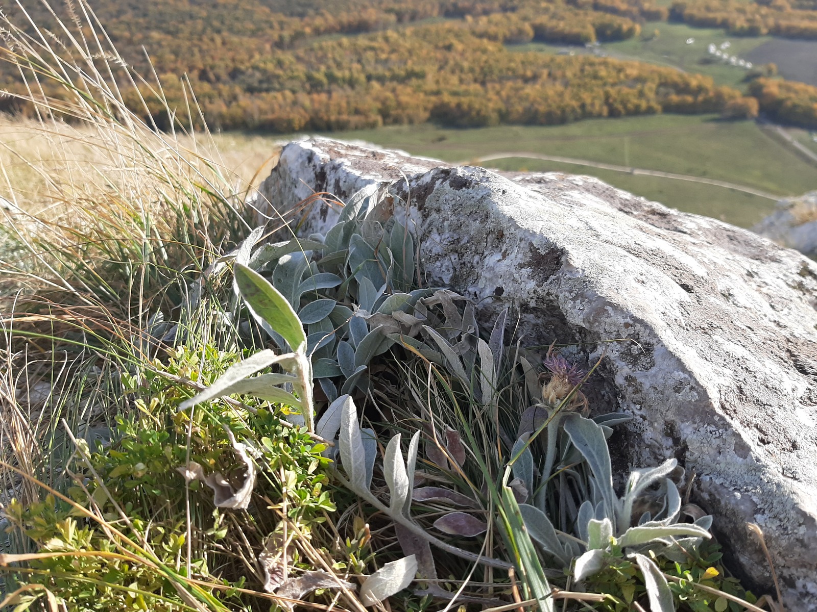 Кошлар очырам