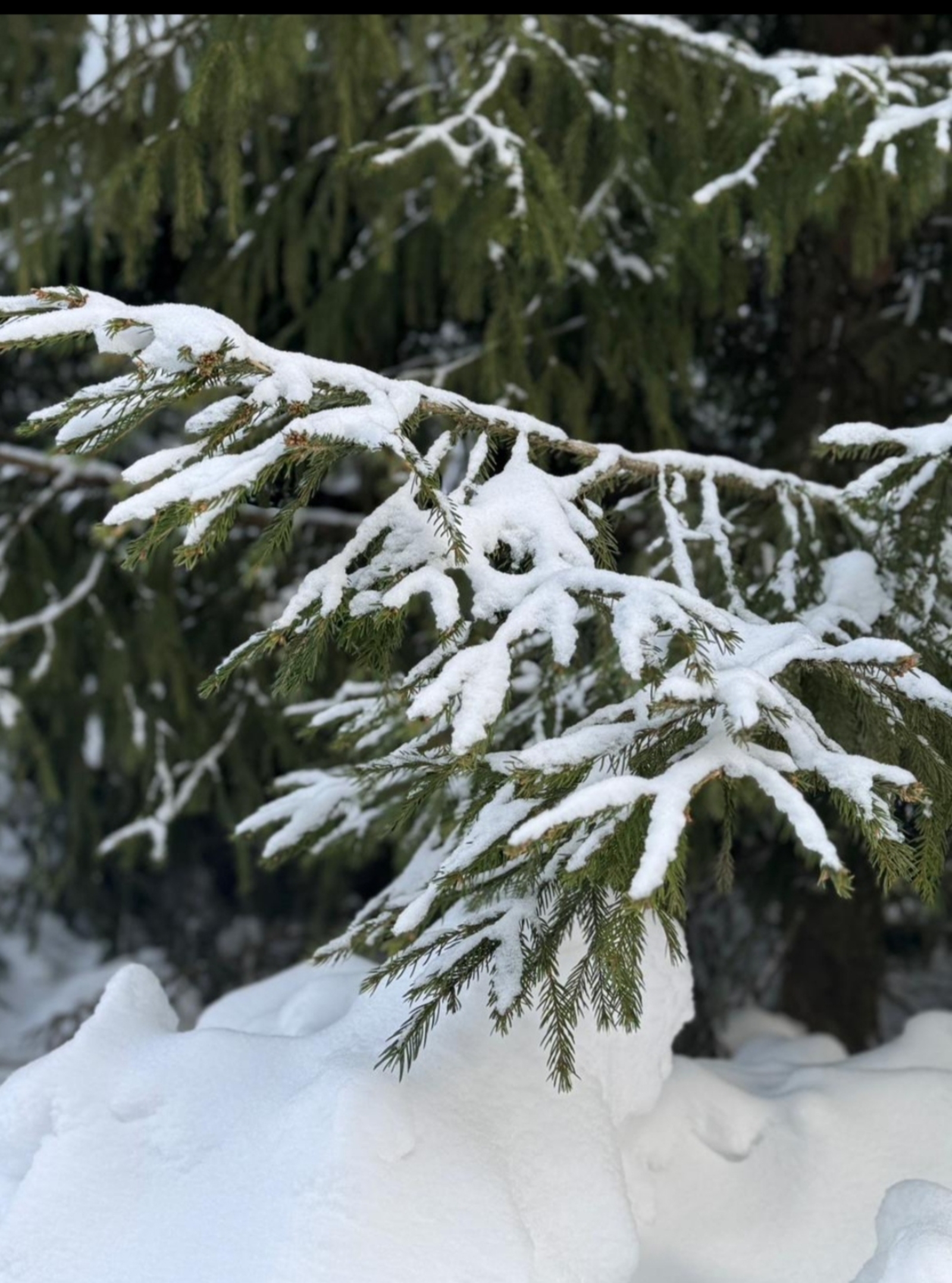 Февральдә көннәр суык булса...