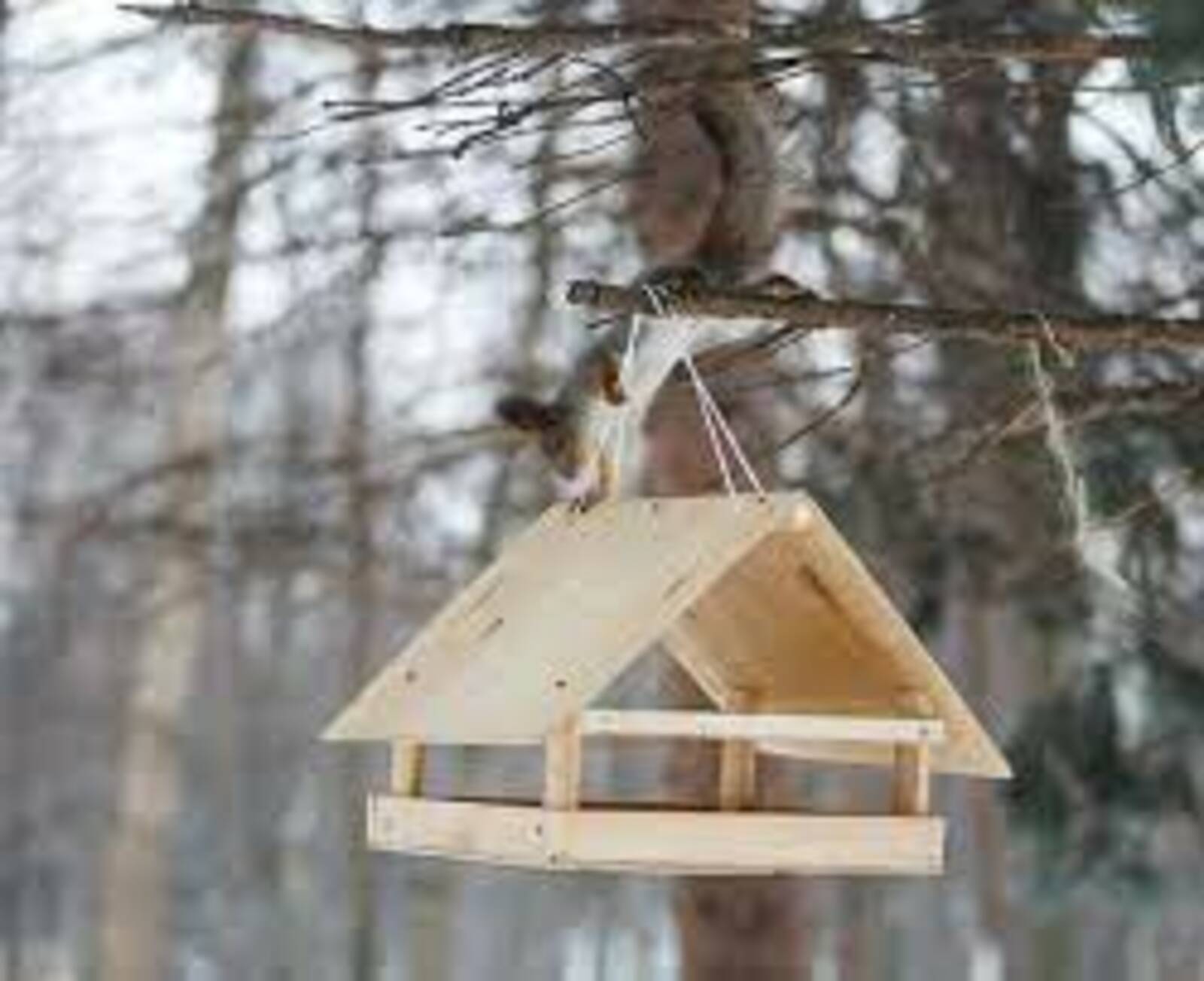 Биш ризык иммунитетны ныгыта