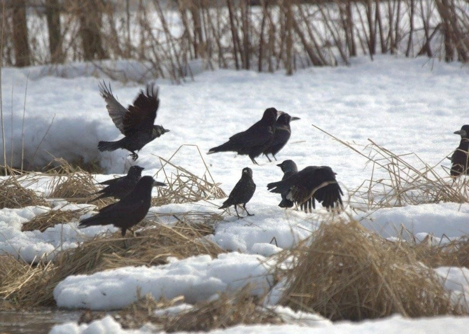 Бүген кара каргаларны күзәтегез!