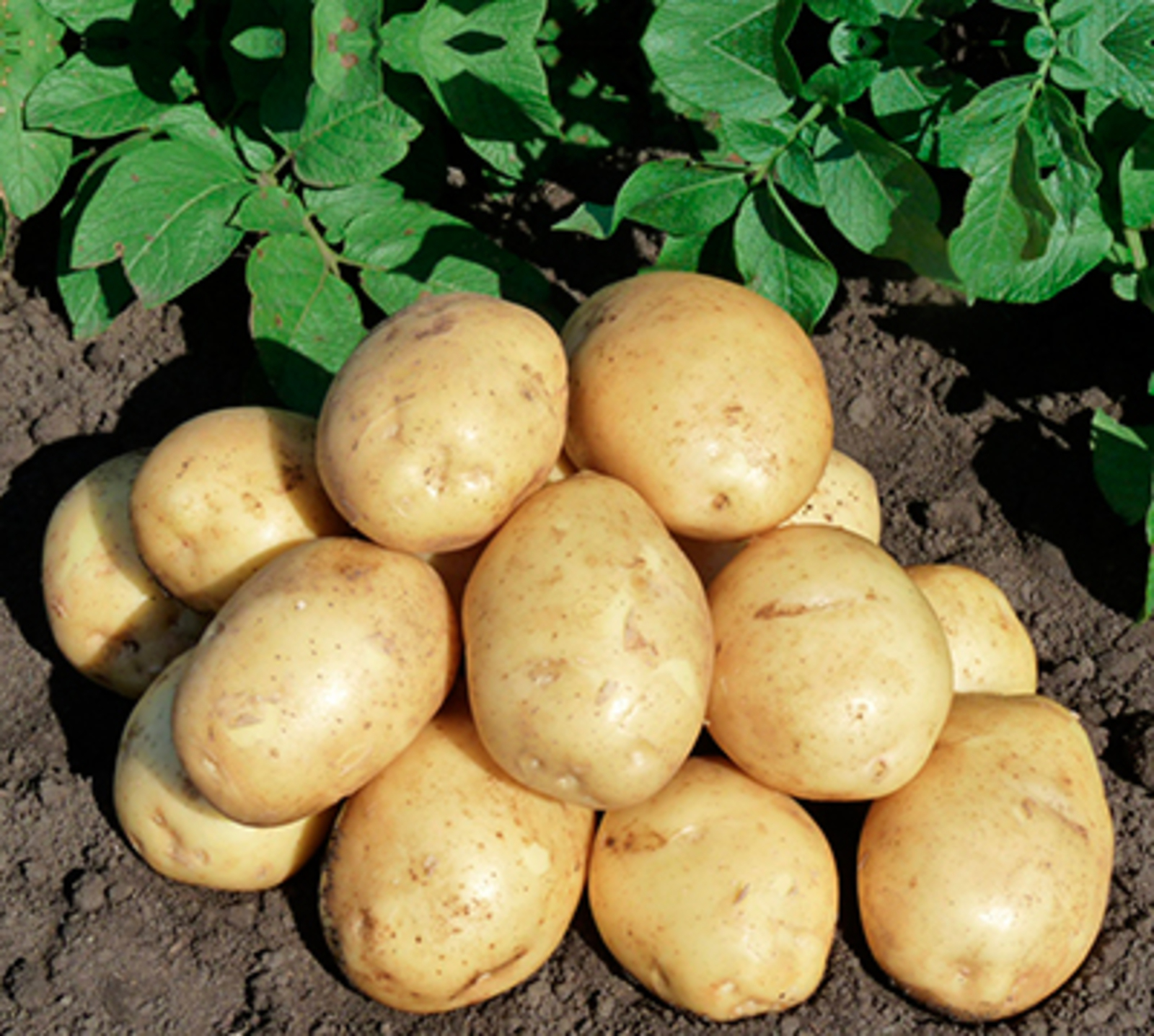 Иң чыдамы - “Юлия”!