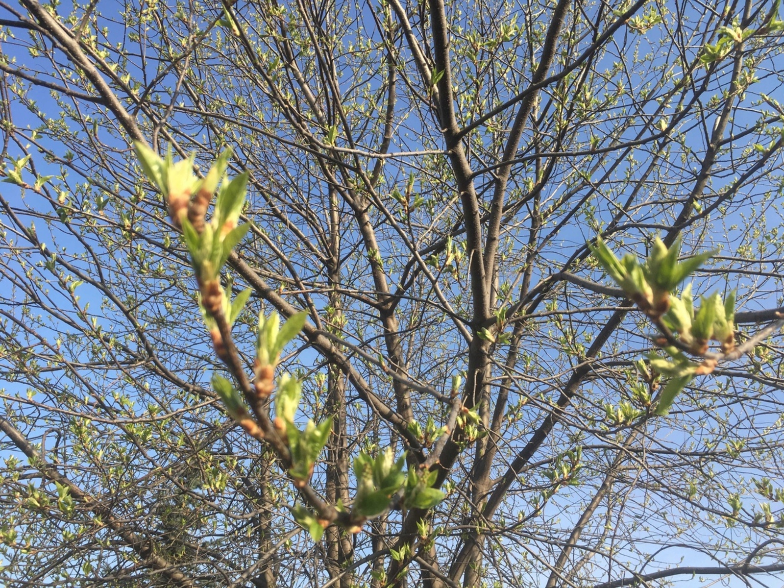 Әгәр кошлар ояларын көньякка үрсә...