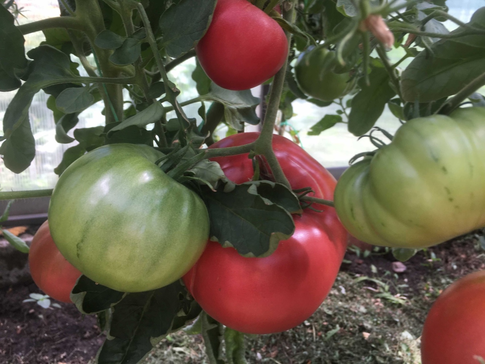 Марттан да соңга калмагыз!