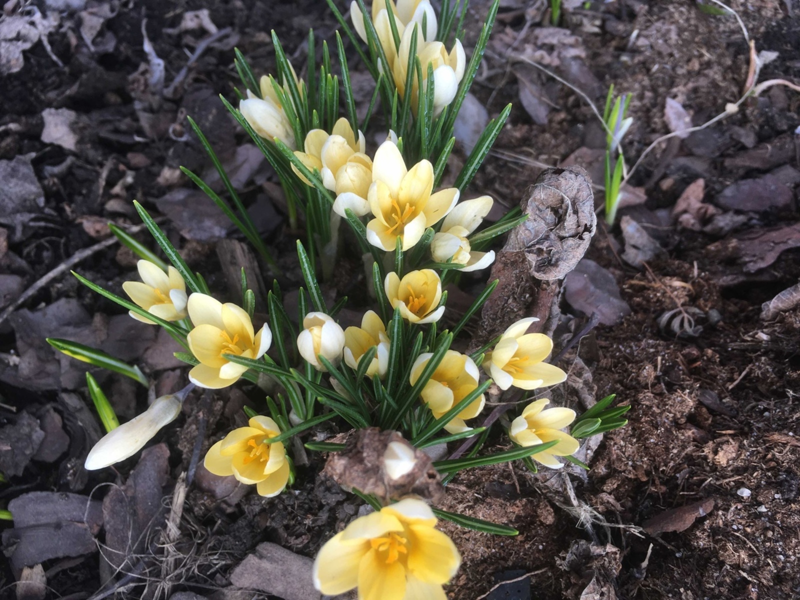 Яз җылы булырмы?