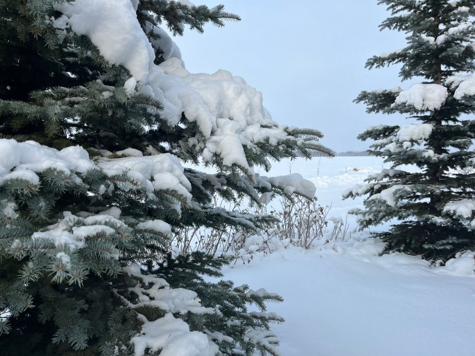 Бураннар уйнатып, кар явачак...