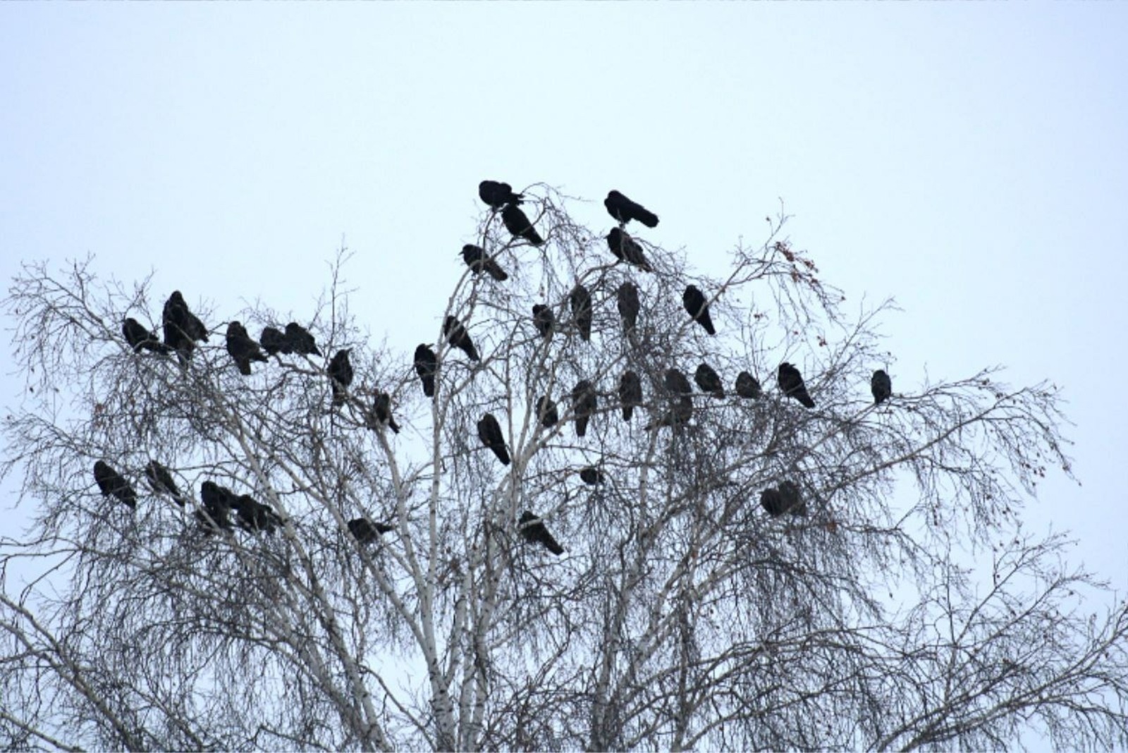 Язның беренче хәбәрчеләре кайткан