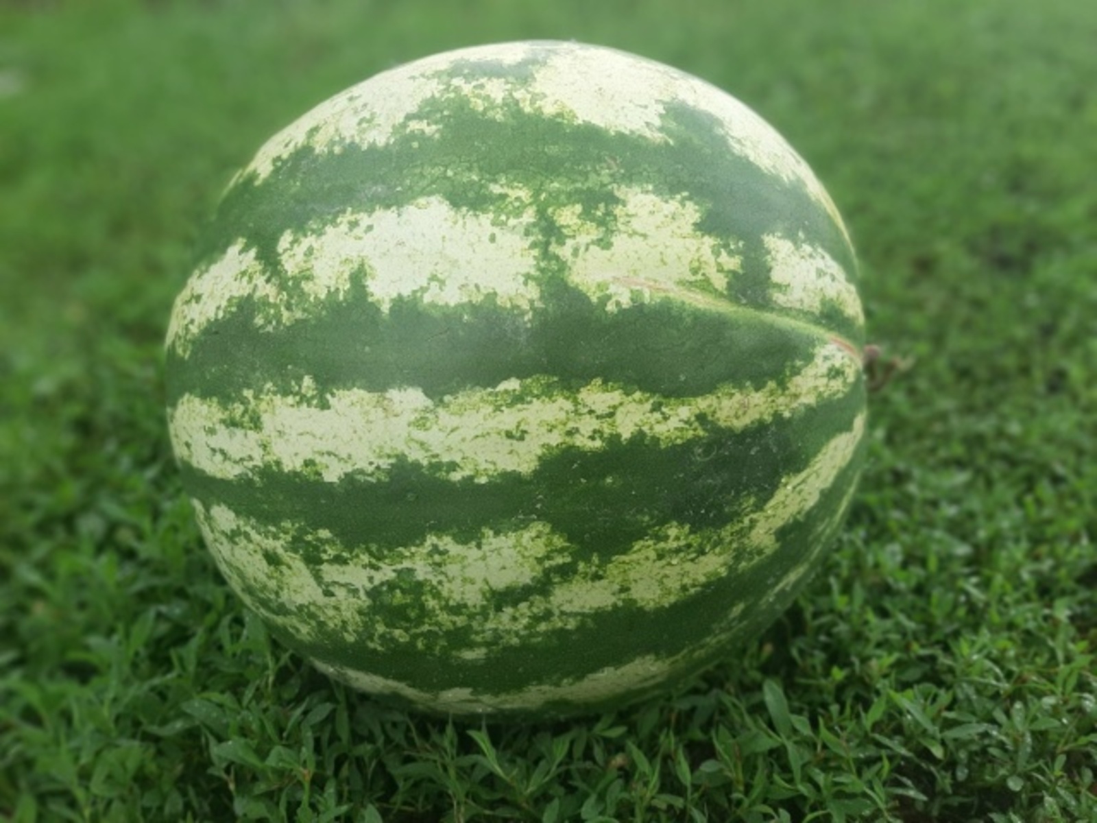 Яшьлек сере