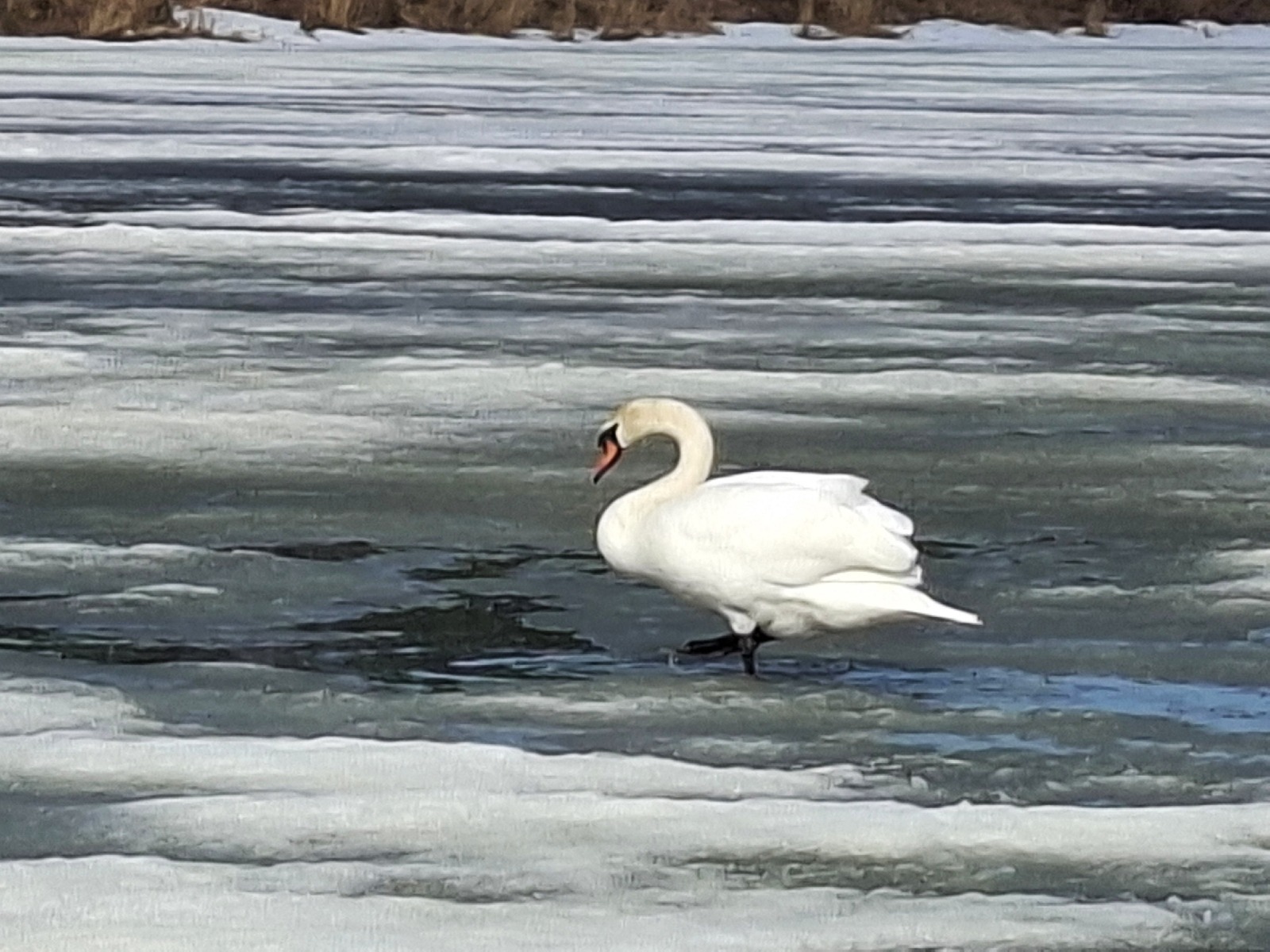 Башкортстанга аккошлар кайтты