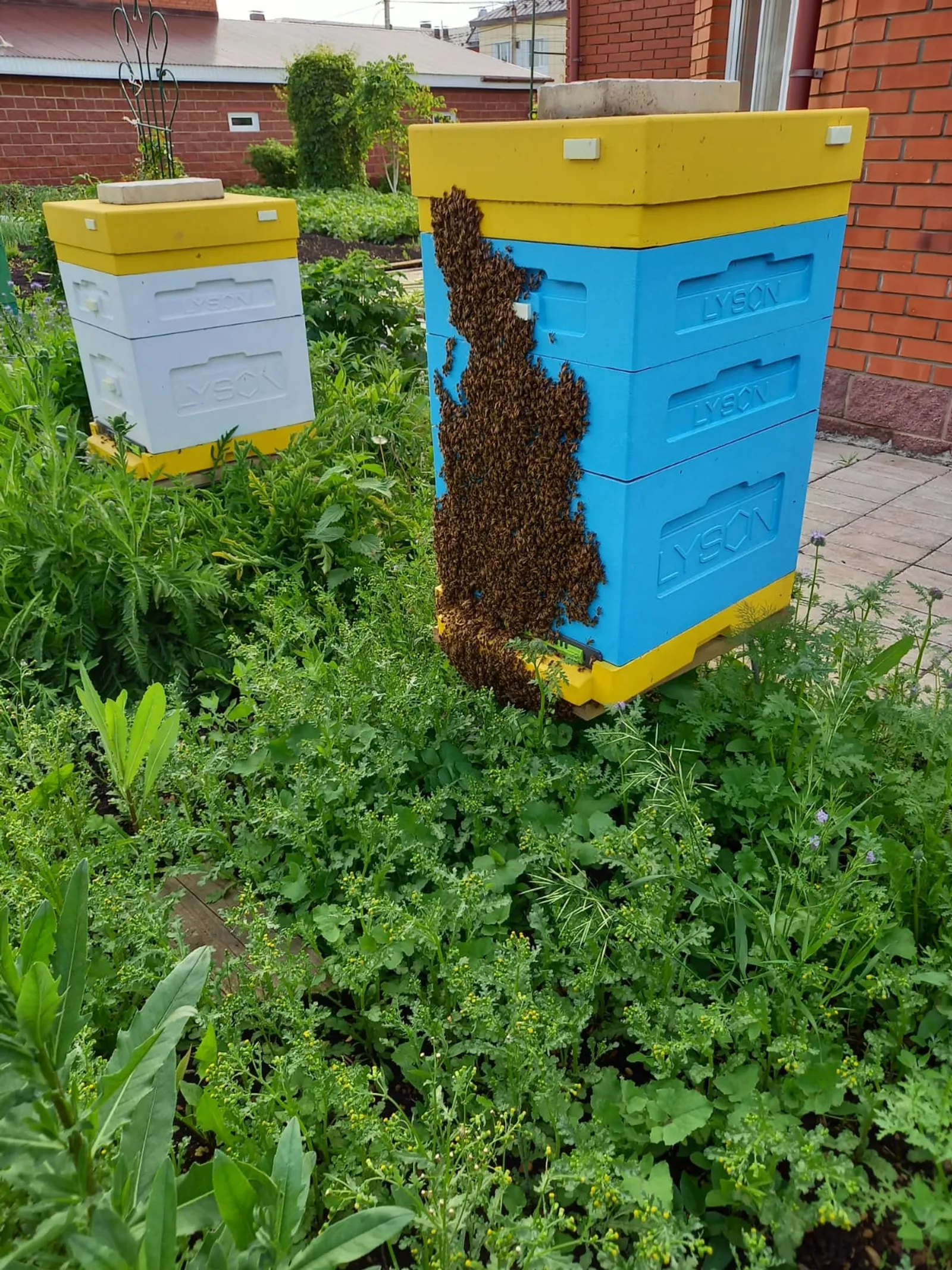 Әгәр баланы бал корты чакса...