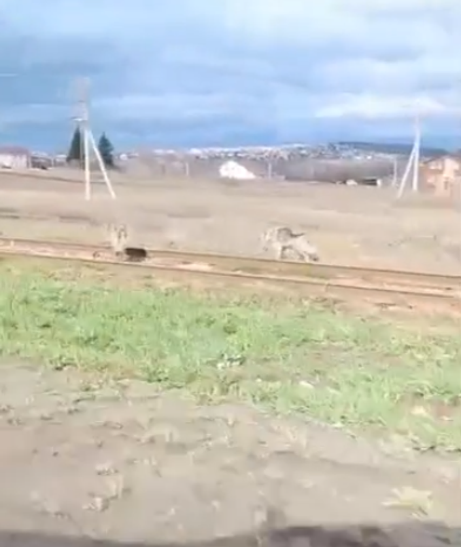 Бүреләр авылга килгәнме?