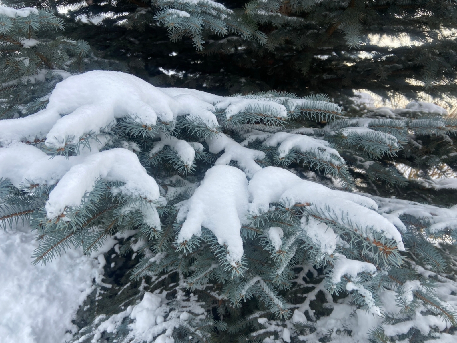 Ялларда салкыннар көтәргәме?