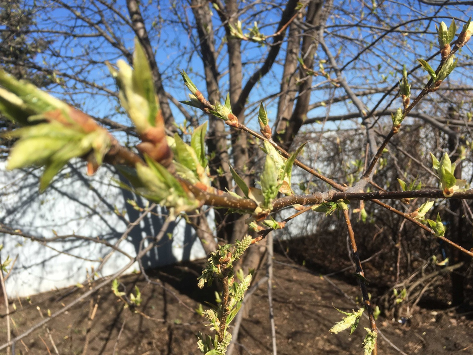 Әгәр көн кояшлы булса...