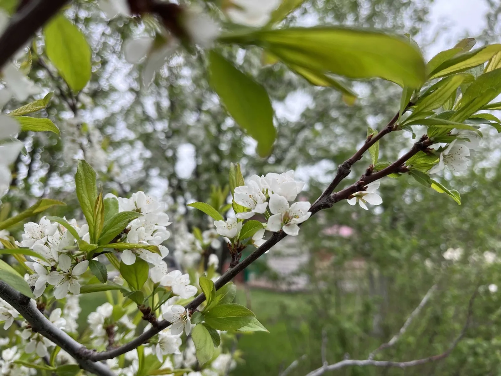 Әгәр көн кояшлы булса...