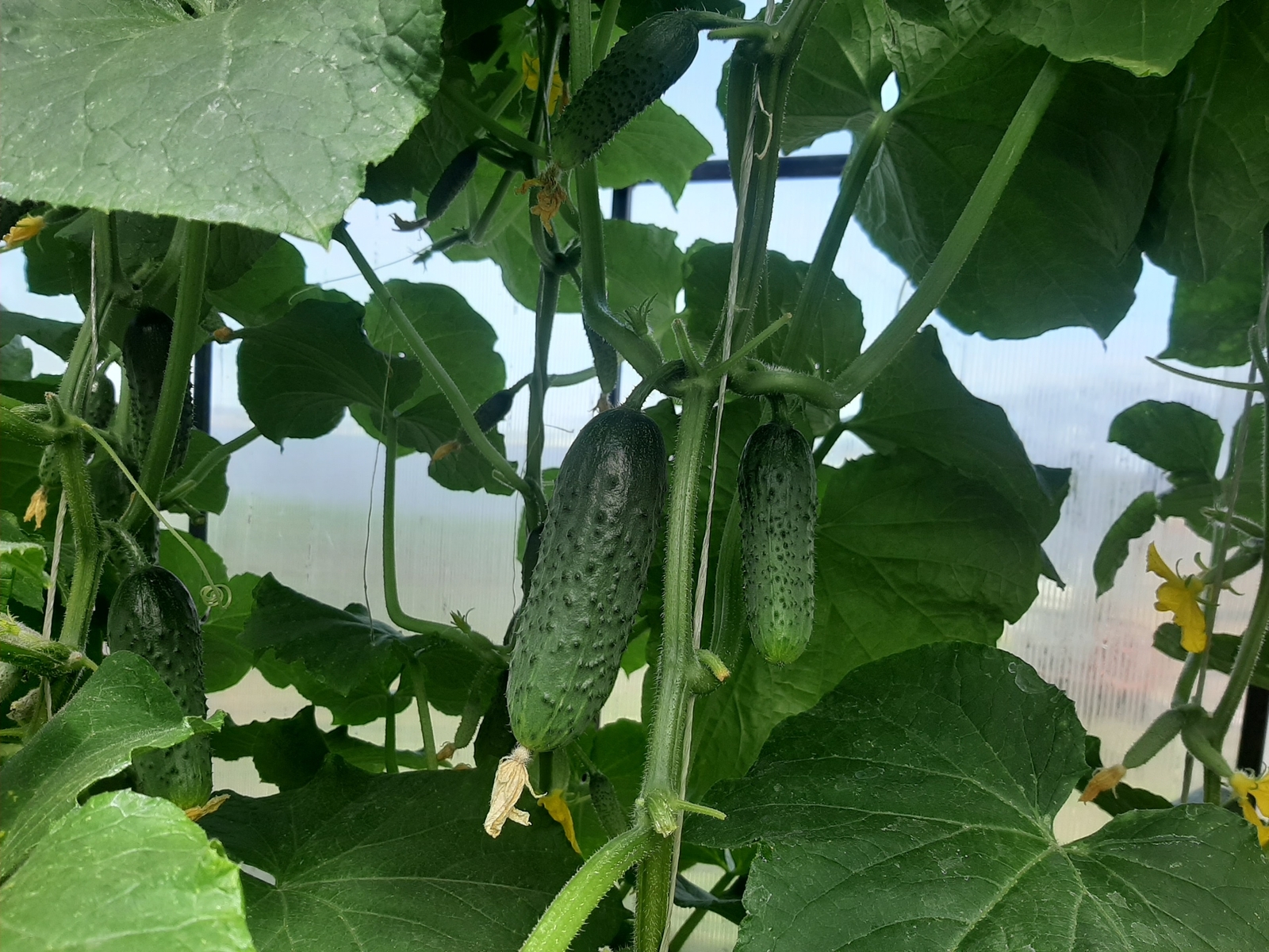 Кыярның сыналган сортларын сайлагыз!