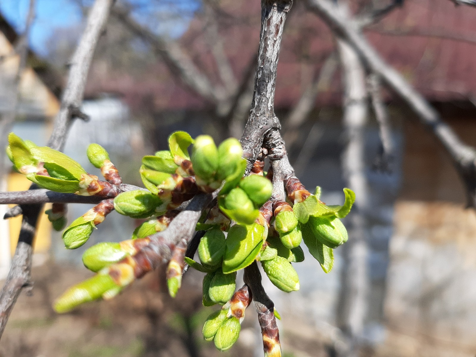 Сыерчыклар