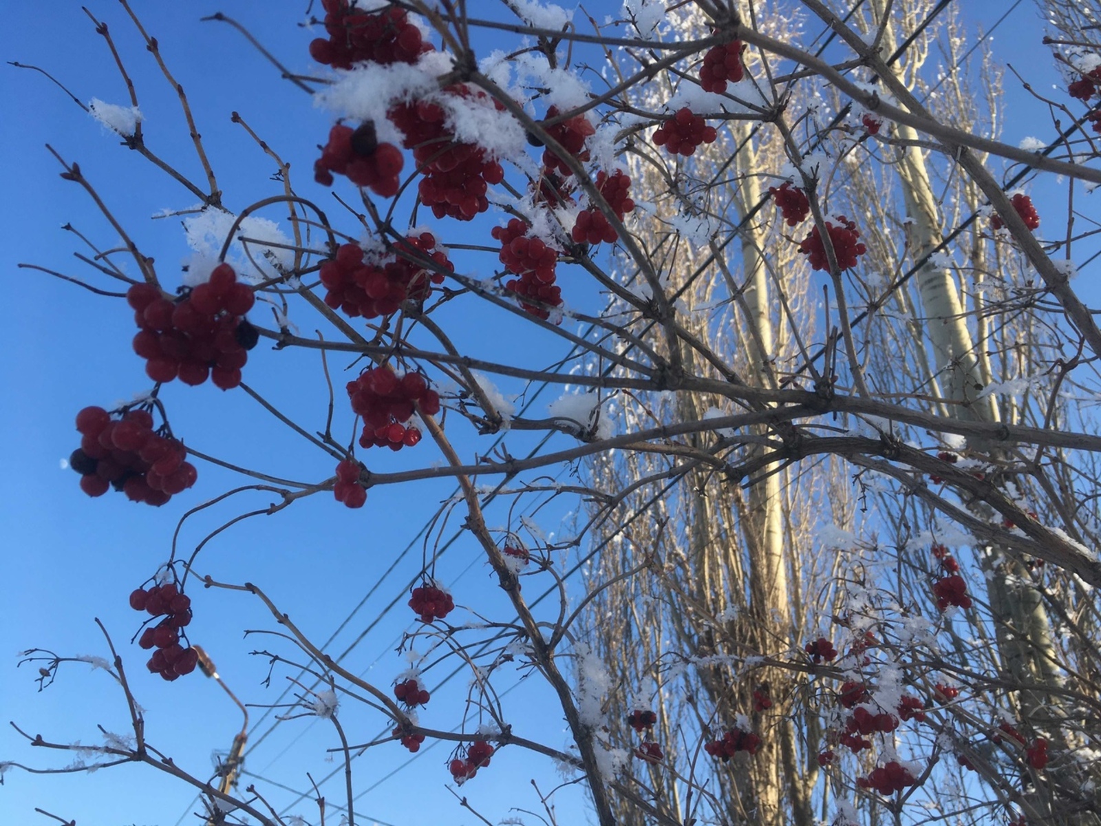 Мартта томан еш төшсә...