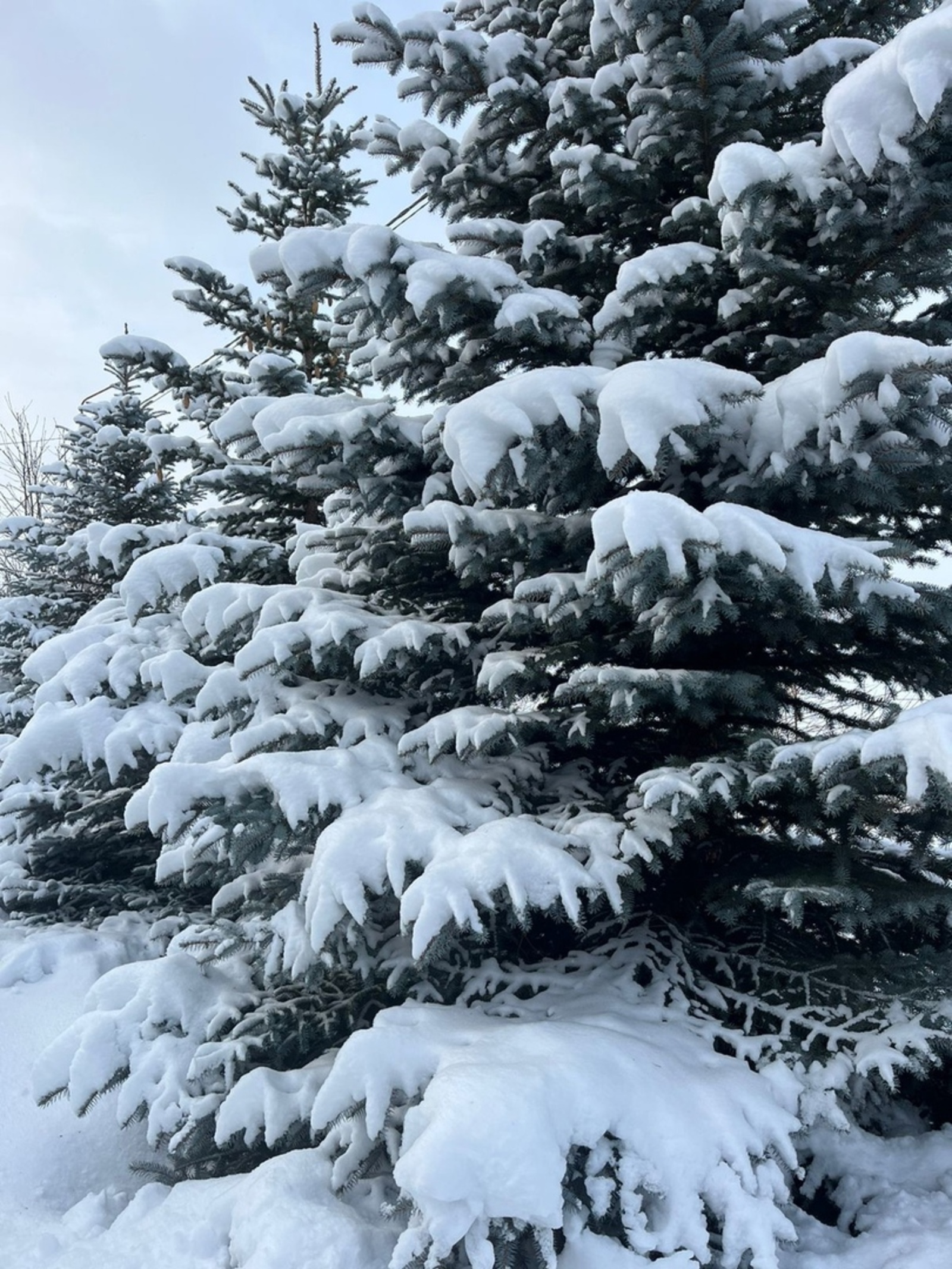 Әгәр февраль суык булса...