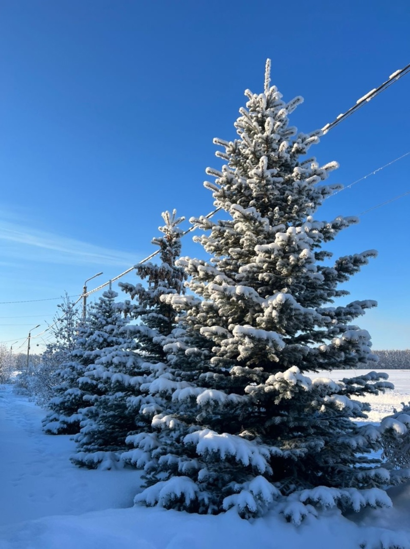 Бүген теләкләр тели торган көн!