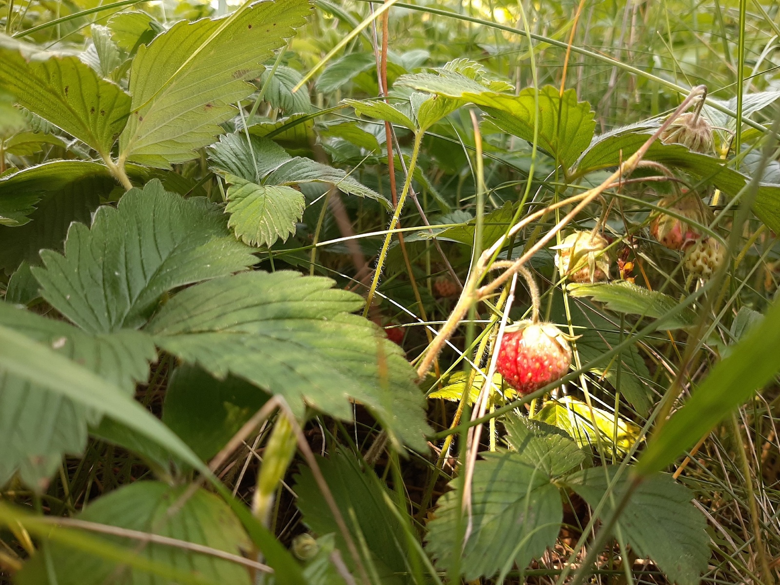 Җиләкбикә белән Җимешбикә