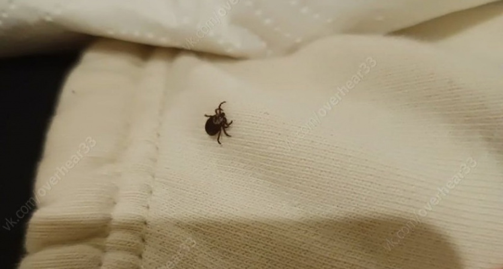 327 кешене талпан тешләгән