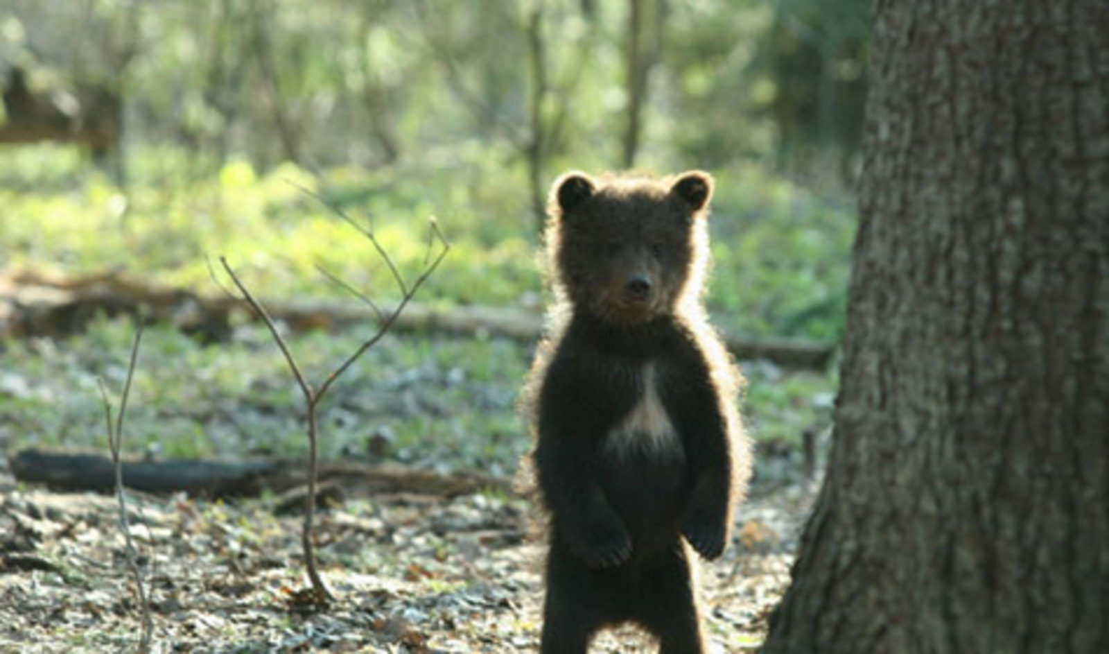 Кем булырга?