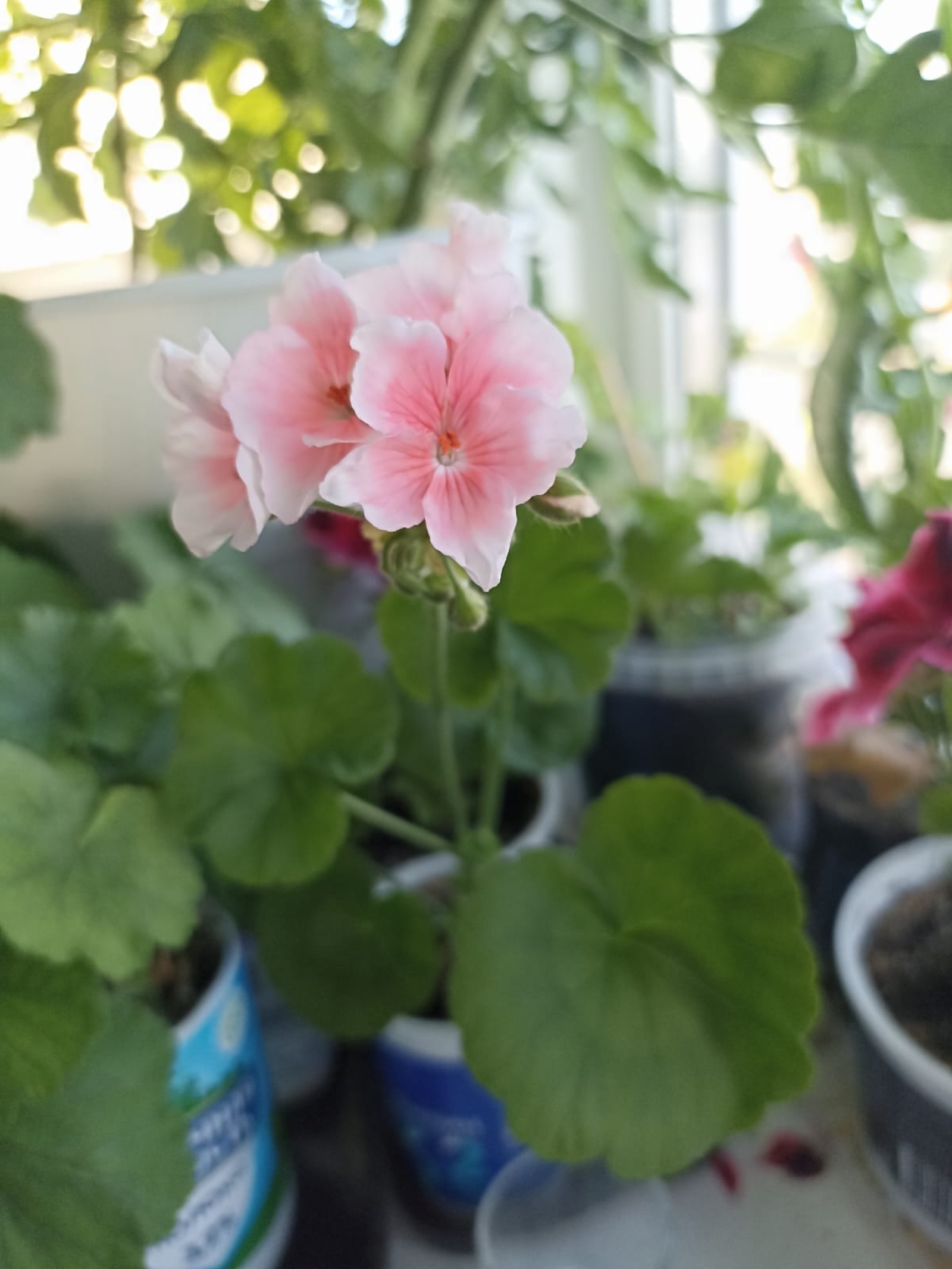 Гөлләрне чебеннән ничек арындырырга?