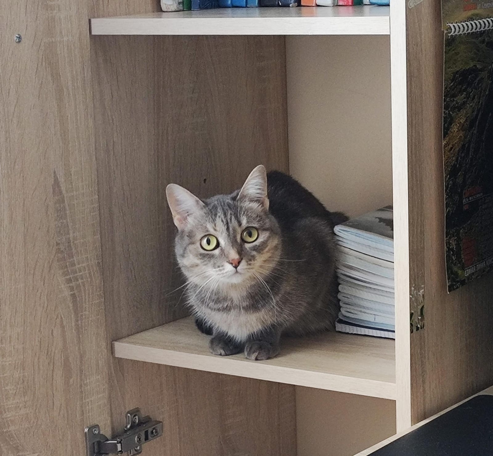 Мәче кемнәрне яратмый?